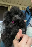 Demi Merle boy CKC, a male Poodle - Toy  for sale in Texarkana, TX – Photo 6 of 6