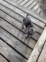 Demi Merle boy CKC, a male Poodle - Toy  for sale in Texarkana, TX – Photo 2 of 6