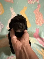 Black with white registered boy poodle , a male Poodle - Toy  for sale in Texarkana, TX – 3 of 3