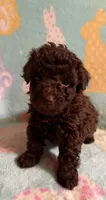 Dark Brown/Chocolate with a little white boy poodle., a male Poodle - Toy  for sale in Texarkana, TX – 2 of 3