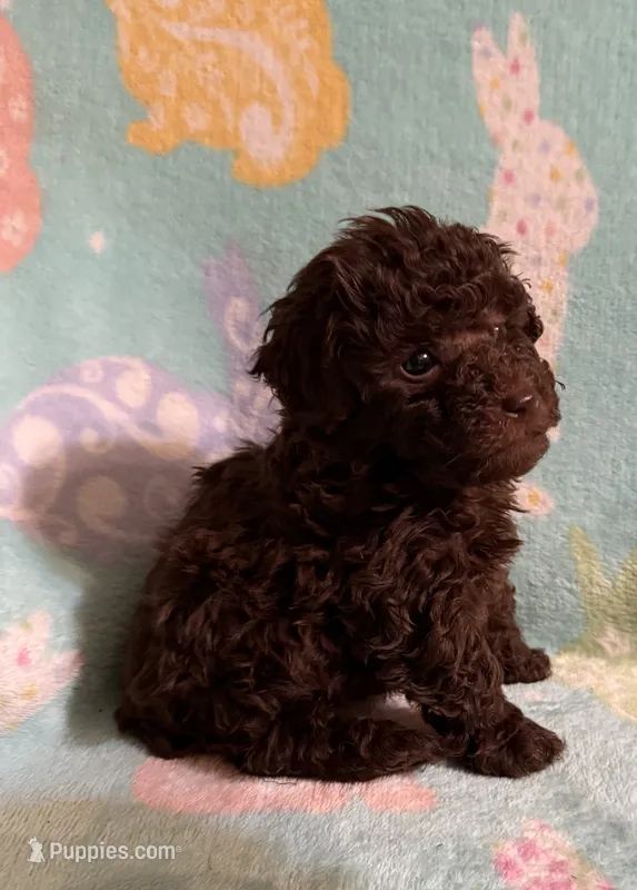 Dark Brown/Chocolate with a little white boy poodle. – Poodle - Toy  puppy for sale in Texarkana, TX