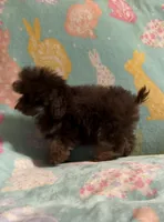 Brown/Chocolate Phantom CKC boy, a male Poodle - Toy  for sale in Texarkana, TX – Photo 4 of 6