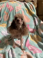 Brown/Chocolate Phantom CKC boy, a male Poodle - Toy  for sale in Texarkana, TX – Photo 5 of 6