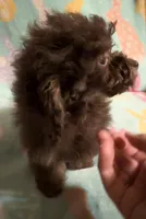 Brown/Chocolate Phantom CKC boy, a male Poodle - Toy  for sale in Texarkana, TX – Photo 3 of 6