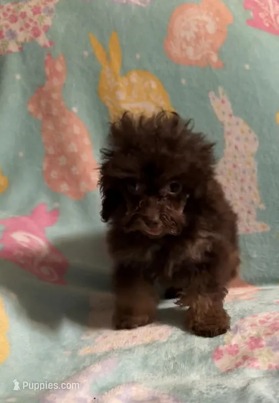 Brown/Chocolate Phantom CKC boy