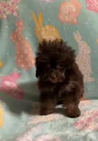 Brown/Chocolate Phantom CKC boy, a male Poodle - Toy  for sale in Texarkana, TX – Photo 1 of 6