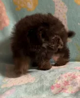 Brown/Chocolate Phantom CKC boy, a male Poodle - Toy  for sale in Texarkana, TX – Photo 2 of 6