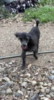 Cricket , a female Poodle - Toy  for sale in Texarkana, TX – Photo 1 of 2