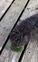 Cricket , a female Poodle - Toy  for sale in Texarkana, TX – Photo 2 of 2