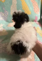 Energetic Parti CKC girl, a female Poodle - Toy  for sale in Texarkana, TX – Photo 3 of 4