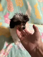 Energetic Parti CKC girl, a female Poodle - Toy  for sale in Texarkana, TX – Photo 4 of 4