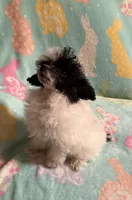 Energetic Parti CKC girl, a female Poodle - Toy  for sale in Texarkana, TX – Photo 2 of 4