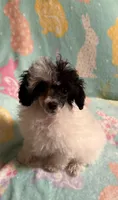 Energetic Parti CKC girl, a female Poodle - Toy  for sale in Texarkana, TX – Photo 1 of 4