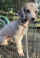 Dark Brown/Chocolate with white boy poodle , a male Poodle - Toy  for sale in Texarkana, TX – 4 of 5