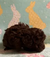 Dark Brown/Chocolate with white boy poodle , a male Poodle - Toy  for sale in Texarkana, TX – 2 of 5