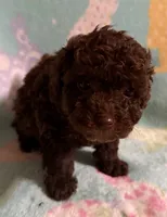 Dark Brown/Chocolate with white boy poodle , a male Poodle - Toy  for sale in Texarkana, TX – 3 of 5