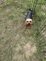 Yorkie boy, a male Yorkshire Terrier for sale in Texarkana, TX – Photo 1 of 3