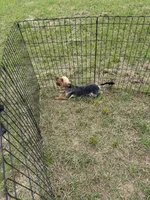 Yorkie boy, a male Yorkshire Terrier for sale in Texarkana, TX – Photo 2 of 3