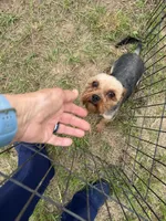 Yorkie boy, a male Yorkshire Terrier for sale in Texarkana, TX – Photo 3 of 3