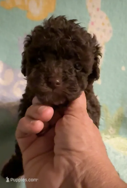 Dark Brown/Chocolate with white boy poodle  – Poodle - Toy  puppy for sale in Texarkana, TX