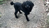 Tiny dark Chocolate boy 2.3 pounds , a male Poodle - Toy  for sale in Texarkana, TX – 6 of 6