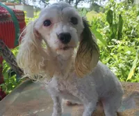 Tiny dark Chocolate boy 2.3 pounds , a male Poodle - Toy  for sale in Texarkana, TX – 5 of 6