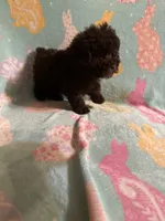 Tiny dark Chocolate boy 2.3 pounds , a male Poodle - Toy  for sale in Texarkana, TX – 2 of 6