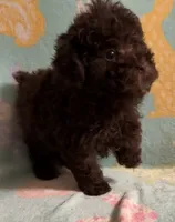 Tiny dark Chocolate boy 2.3 pounds , a male Poodle - Toy  for sale in Texarkana, TX – 1 of 6