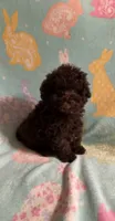 Tiny dark Chocolate boy 2.3 pounds , a male Poodle - Toy  for sale in Texarkana, TX – 4 of 6