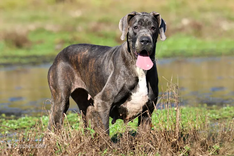Indigo Valley – Great Dane puppy for sale in Paris, TX