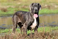 Indigo Valley, a female Great Dane for sale in Paris, TX – 1 of 8