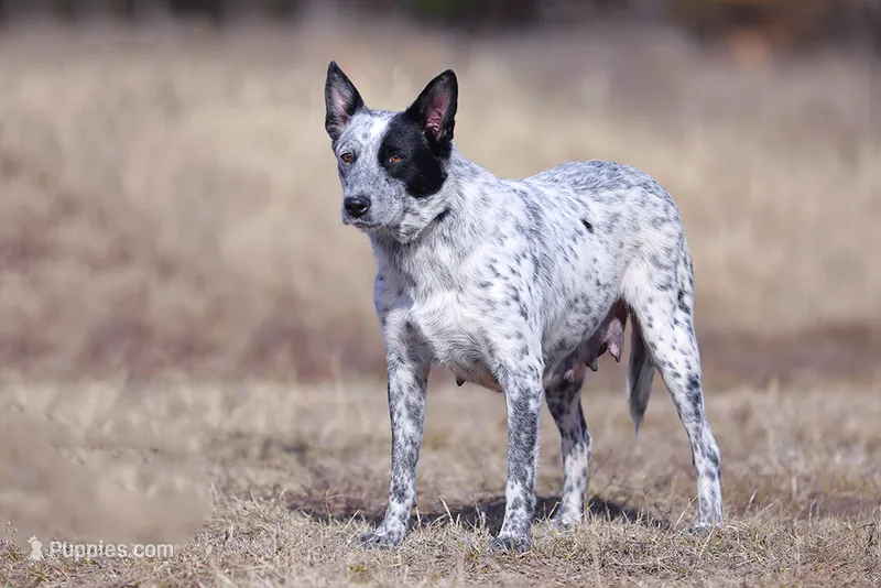 Sista – Australian Cattle Dog puppy for sale in Paris, TX