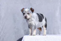 Teeny, a female Australian Cattle Dog for sale in Paris, TX – Photo 2 of 5