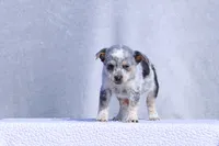 Teeny, a female Australian Cattle Dog for sale in Paris, TX – Photo 1 of 5
