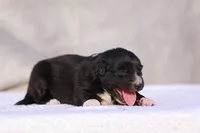 Velvet 2, a female Miniature Australian Shepherd for sale in Paris, TX – Photo 6 of 7