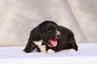 Velvet 2, a female Miniature Australian Shepherd for sale in Paris, TX – Photo 5 of 7