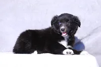 Velvet 2, a female Miniature Australian Shepherd for sale in Paris, TX – Photo 3 of 7