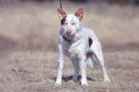 Clover, a female Australian Cattle Dog for sale in Paris, TX – 5 of 5