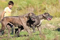 Mystic River, a female Great Dane for sale in Paris, TX – 2 of 7