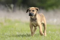 Falcon - Doberdane, a male Doberman Pinscher and Great Dane for sale in Paris, TX – Photo 5 of 10