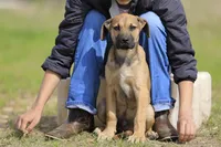 Falcon - Doberdane, a male Doberman Pinscher and Great Dane for sale in Paris, TX – Photo 7 of 10