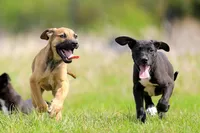 Falcon - Doberdane, a male Doberman Pinscher and Great Dane for sale in Paris, TX – Photo 4 of 10