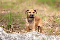 Falcon - Doberdane, a male Doberman Pinscher and Great Dane for sale in Paris, TX – Photo 3 of 10