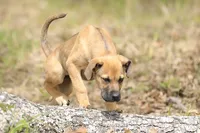 Falcon - Doberdane, a male Doberman Pinscher and Great Dane for sale in Paris, TX – Photo 2 of 10