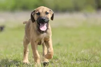 Falcon - Doberdane, a male Doberman Pinscher and Great Dane for sale in Paris, TX – Photo 8 of 10