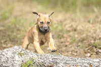 Falcon - Doberdane, a male Doberman Pinscher and Great Dane for sale in Paris, TX – Photo 6 of 10