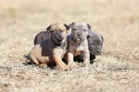 Doberdane - Falcon , a male Doberman Pinscher and Great Dane for sale in Paris, TX – Photo 4 of 9