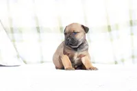 Doberdane - Falcon , a male Doberman Pinscher and Great Dane for sale in Paris, TX – Photo 3 of 9