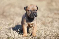 Doberdane - Falcon , a male Doberman Pinscher and Great Dane for sale in Paris, TX – Photo 1 of 9