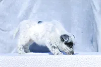 David, a male Australian Cattle Dog for sale in Paris, TX – Photo 3 of 8